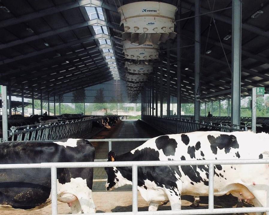 CyclonePlus install in Italy 🇮🇹 

#dairyfarm #dairyfarmer #dairyfarming #holstein #holsteininternational #cows #vaches #vacheslaitiere #ferme #agriculture #milk #milklove