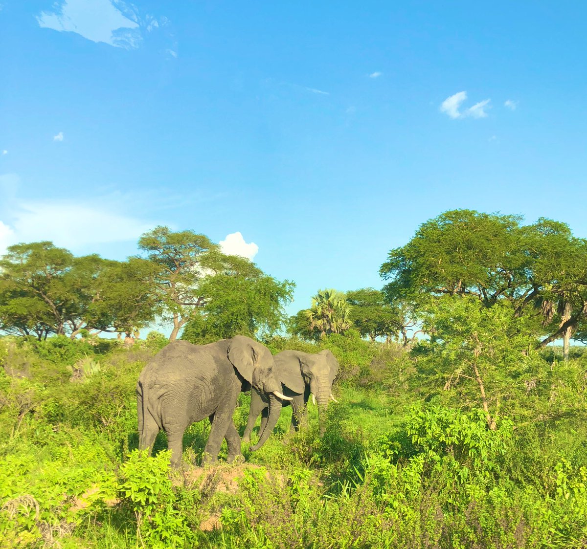 akiiki_sandra's tweet photo. This wild beauty in +256 Albertine Graben. Visit #MFNP https://t.co/sp6eJCLYfj