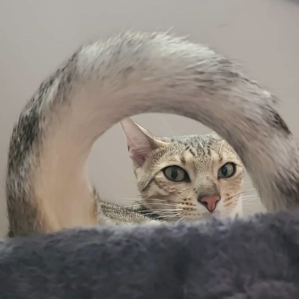 CatteryPetals's tweet photo. The circle of life has begun Brule has been bread she will have kittens in August! https://t.co/CitWm1joqM