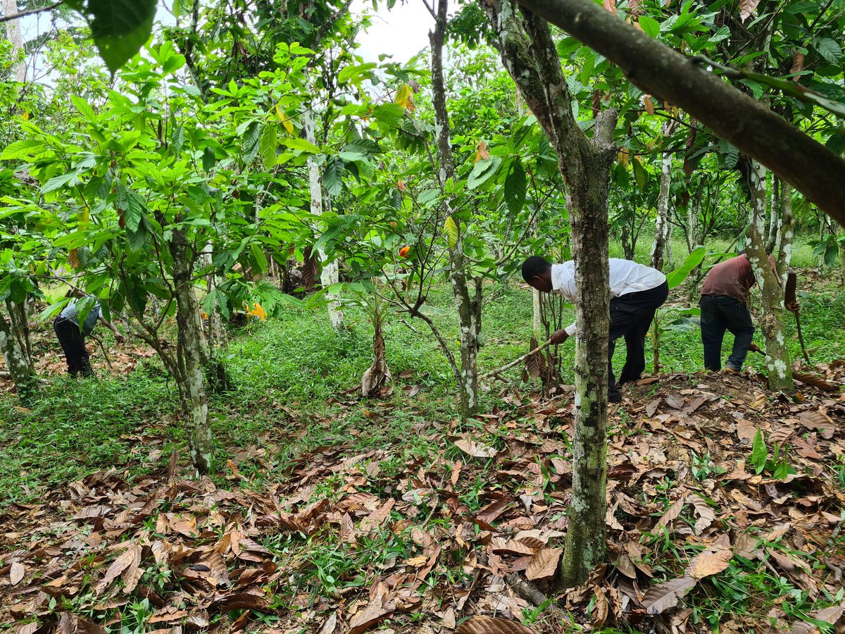CocoaKrachie's tweet photo. Days Work: Farm Brushing. 
Work was set back a couple of minutes in pursuit of the meat on the tree (frame 3). 

Planned treatment for the month of June duly updated. 

#ClimateSmartCocoa 
#SustainableAgriculture 
#CocoaKrachie https://t.co/PcxDbdGJPD