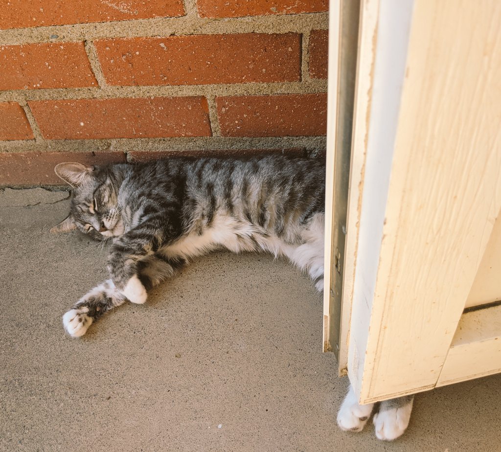 kittycatsonata1's tweet photo. Its really hot outside today! ☀️🐱
Sonata is enjoying herself on the terrace. ❤️ https://t.co/Uu56CWdwem