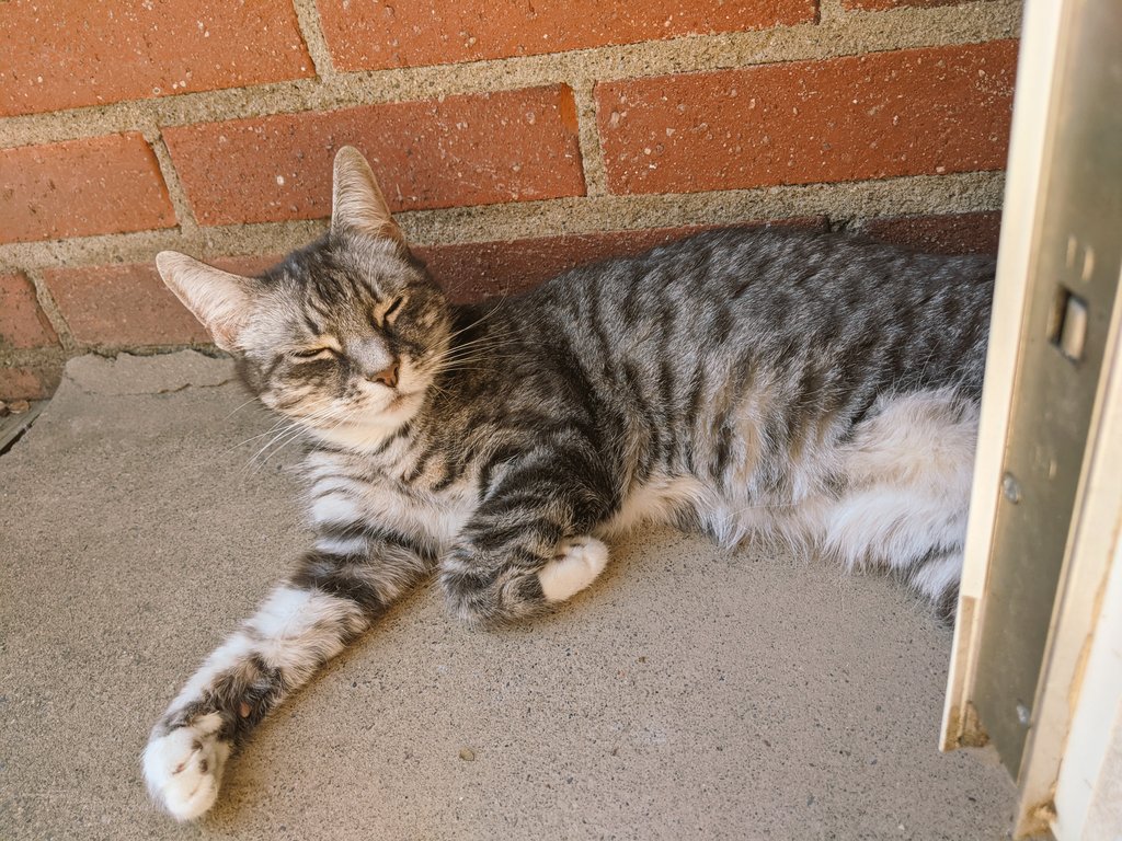 kittycatsonata1's tweet photo. Its really hot outside today! ☀️🐱
Sonata is enjoying herself on the terrace. ❤️ https://t.co/Uu56CWdwem