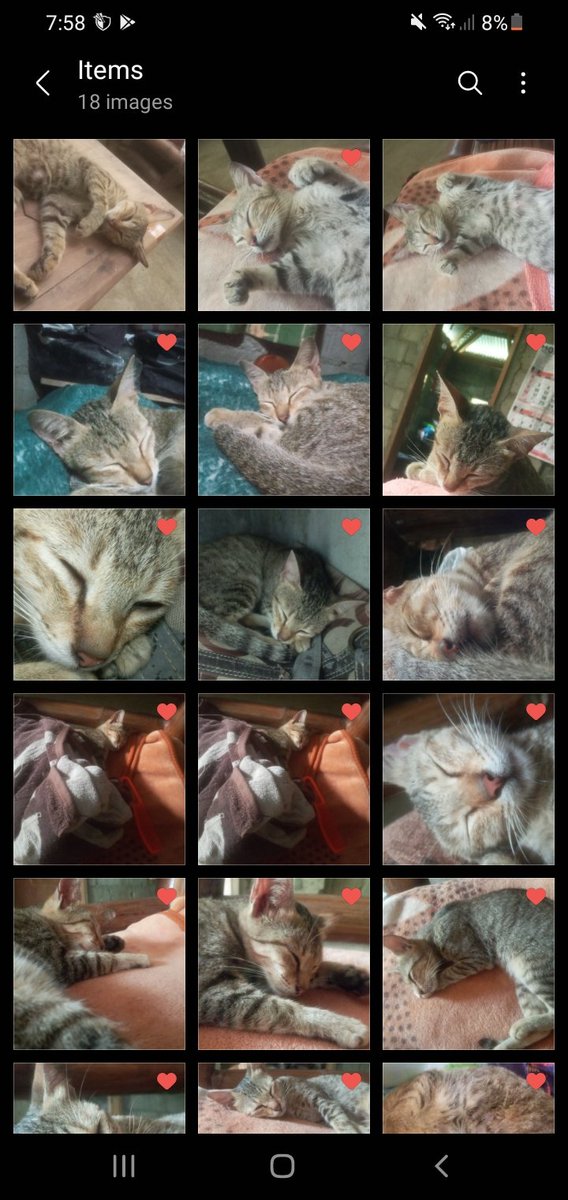 Kiray The Sleeping Cat Nft tweet media