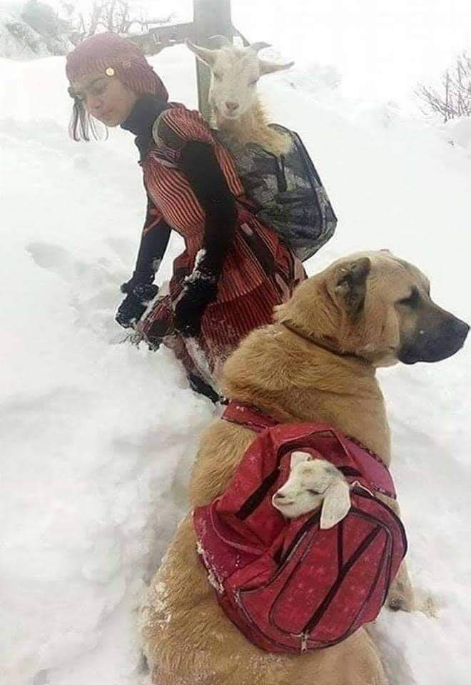 #Turquía 🇹🇷
Esta valiente jovencita y su perro rescataron a una cabra y a su cría recién nacida durante una gran nevada. 
La nieve se acumulaba y el frío le calaba los huesos, pero supo que debía rescatarlas. “Tomé mis dos mochilas de la casa y volví”, contó después....❄️🐾🐐❤️
