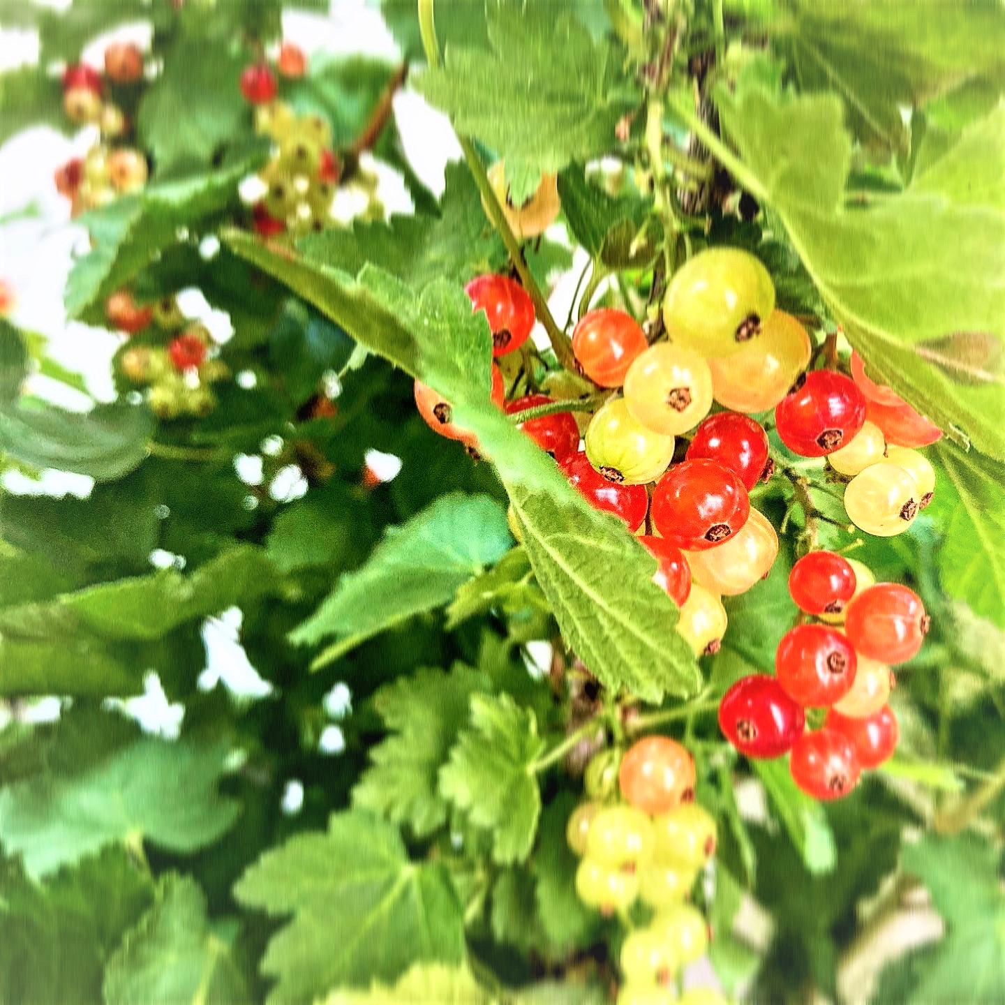 Arcobaleno フサスグリ Ribes Rubrum 学名 属性 スグリ科 スグリ属 原産地 ヨーロッパ 英名 Redcurrant Gooseberry 花言葉 私はあなたを喜ばせる 真の幸福 語源 学名 Ribes アラビア語 Ribas 酸味のある という意味の言葉から