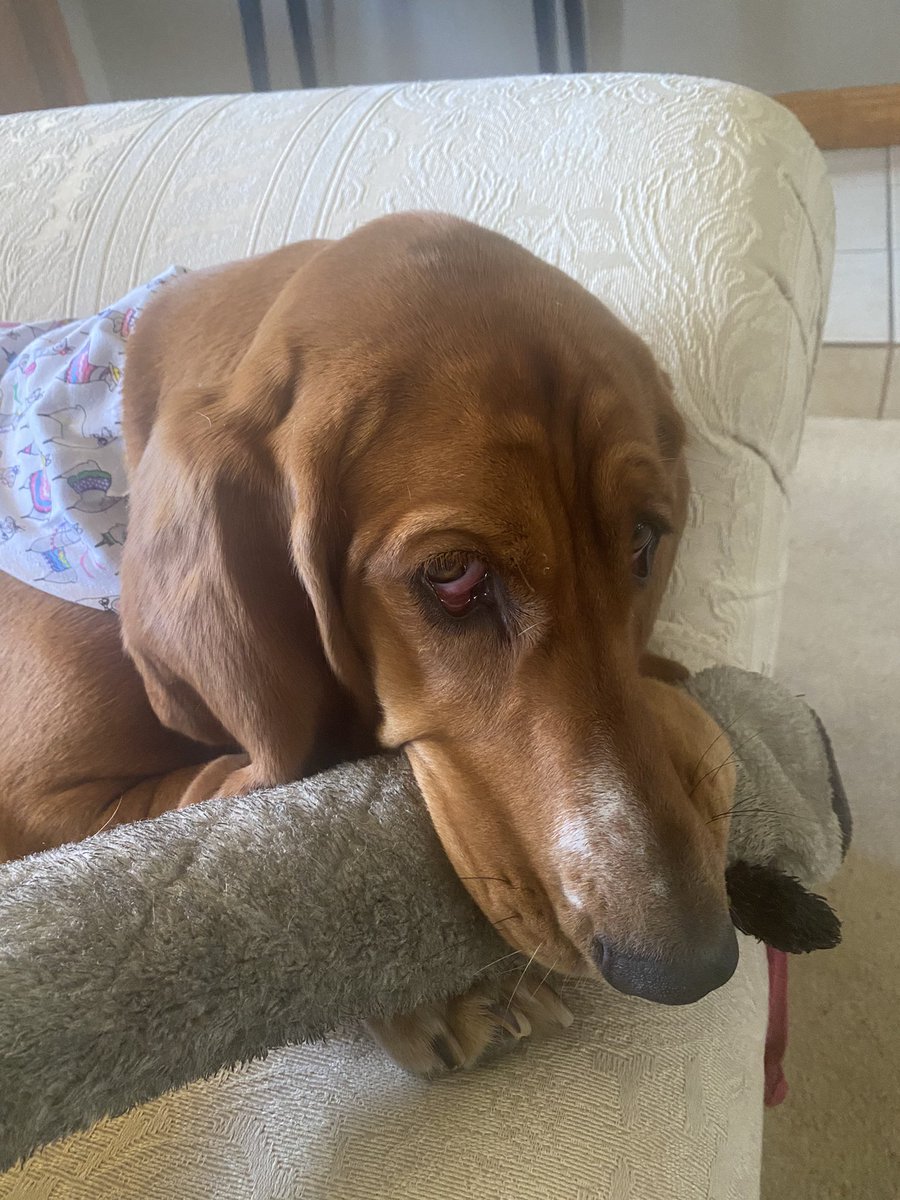 BassetChestnut's tweet photo. Is there something needed of me? I’m busy at the moment #dogsoftwitter #chestnutthebasset #basset #sideeye #AdoptDontShop https://t.co/sFV5izCaIF