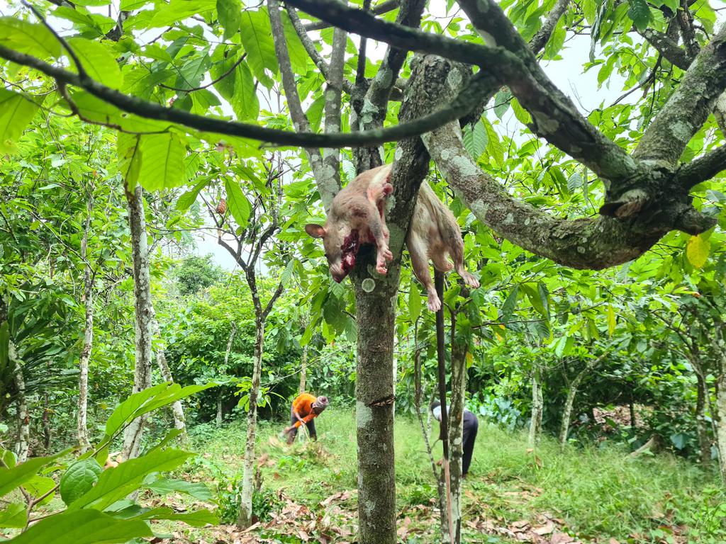 CocoaKrachie's tweet photo. Days Work: Farm Brushing. 
Work was set back a couple of minutes in pursuit of the meat on the tree (frame 3). 

Planned treatment for the month of June duly updated. 

#ClimateSmartCocoa 
#SustainableAgriculture 
#CocoaKrachie https://t.co/PcxDbdGJPD