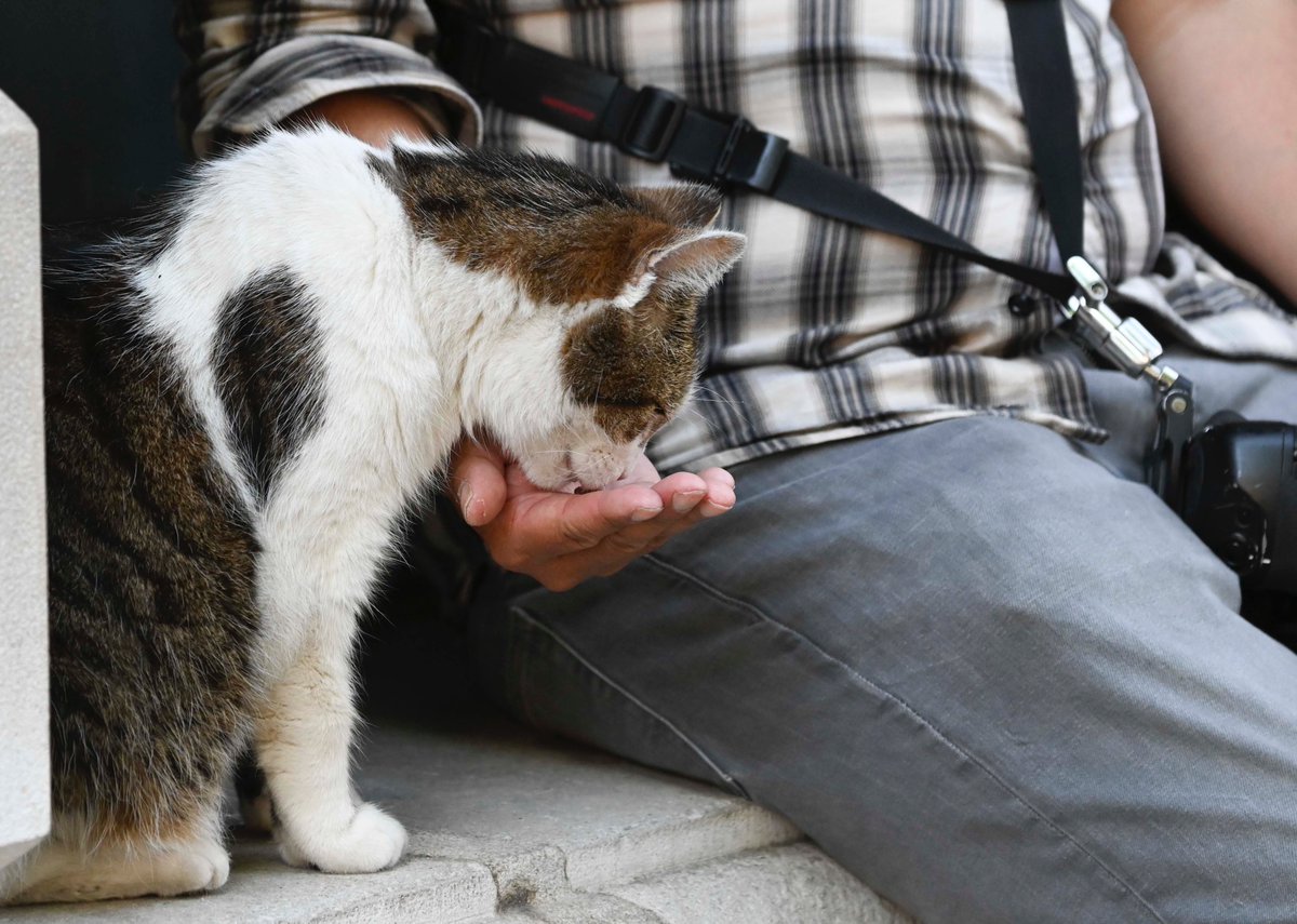PoliticalPics's tweet photo. Dear Larry @Number10cat an hour in the life of a superstar this morning, we all look forward to a visit to the press pen by Larry while waiting for the PM to leave for PMQs. https://t.co/6yCpRHXcuv
