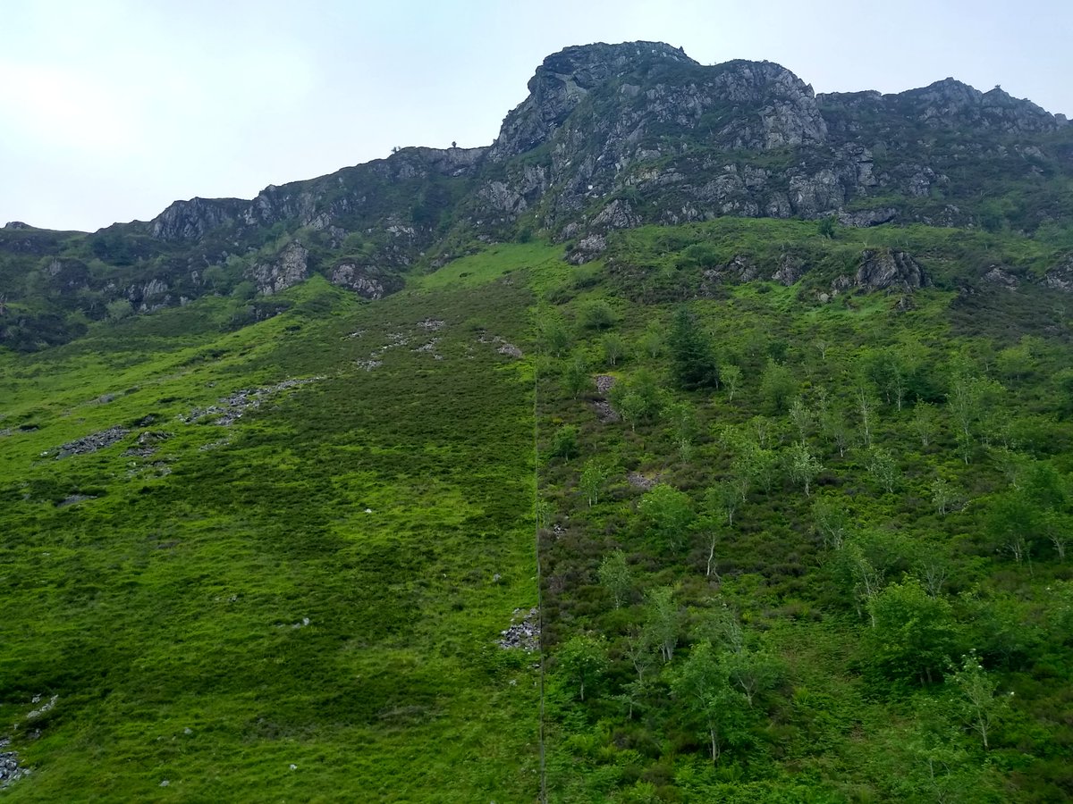 TimBirchWild's tweet photo. This is what #naturerecovery looks like on mountainside in upland #Wales to right of fence. I stopped there - it was alive with warblers singing.Left of fence still sheep grazed. Will new Wales Sustainable Farming Scheme encourage farmers to create habitat for nature like this? https://t.co/MvRLHStl9X