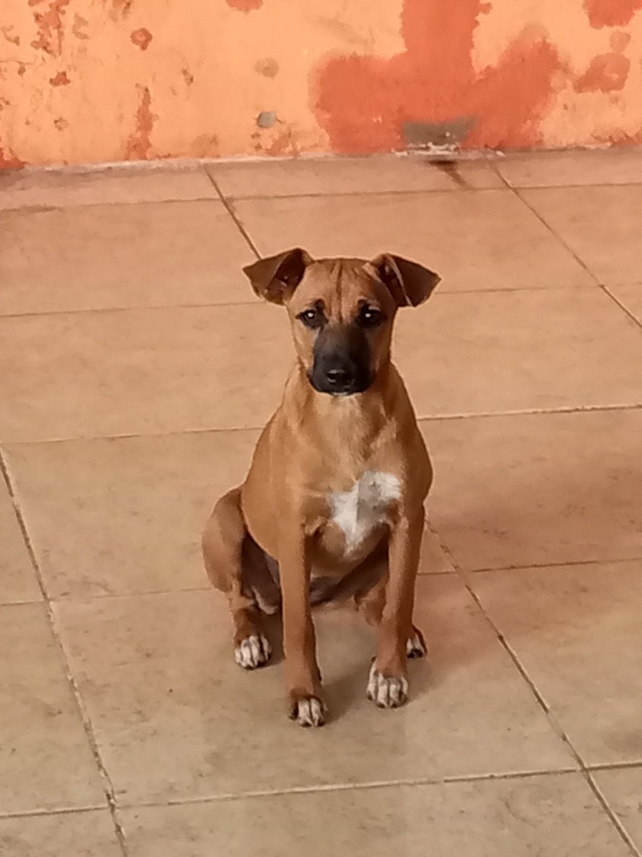 solanomarianam's tweet photo. #AyudarNosHaceBien #Maracay #AYUDA Por favor aún resta 48$ para terminar de pagar, la esterilización de #Vainilla es 1 de las 🐶rras de la manada Del club 👇 pago directo al Veterinario #Rts @f20285168 @gabykevork @jorgelcr58 @BsaSousa @geraisareyes1 @Osli2022 @chspValentina https://t.co/BliNyzgF72