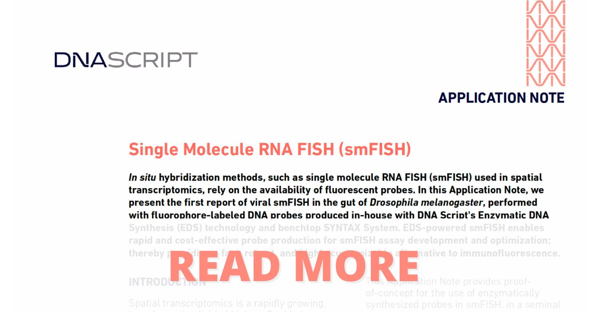 In our latest App Note we present the 1st report of viral smFISH in the gut of Drosophila melanogaster, performed with fluorophore-labeled DNA probes produced in-house on a benchtop #SYNTAX System as an alternative to immunofluorescence. More: ow.ly/9UJo50Jwivk
#DNAonDemand