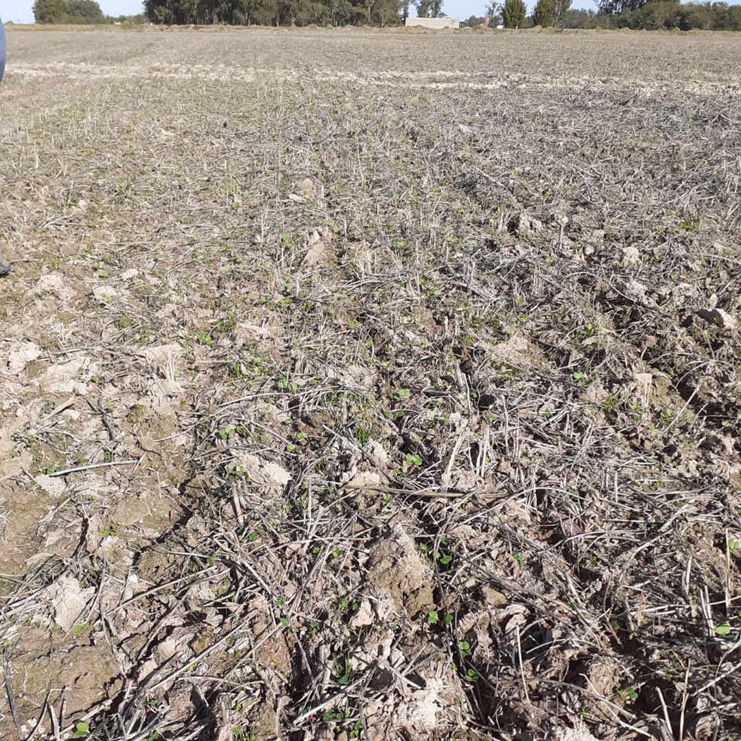 agromil_ltda's tweet photo. Colza con #MicrostarPZ 🗓 15 días de la siembra. 📍 Río Branco, Cerro Largo. 👥 @RizobacterU y @Agroshop33
#MicrostarColza #RizobacterUruguay https://t.co/8gbG147ZUS