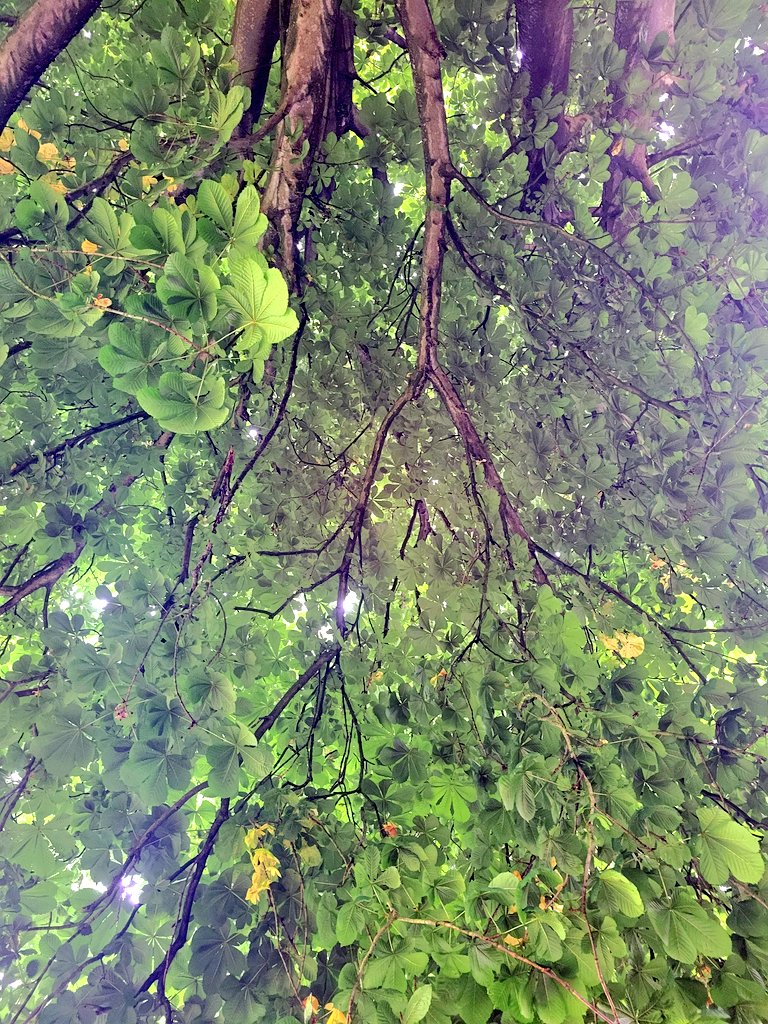 Running2staysa1's tweet photo. Small has Beavers, I can go outside but not leave (his words) so 25min hiit and then a cool down under a tree. Remembering as much as hiit/strength makes me curse I do love it after & view isn't bad. #hiit #strength #fittingitin #soloparentlife #wellbeing #feelgood https://t.co/YpR68TuJTN