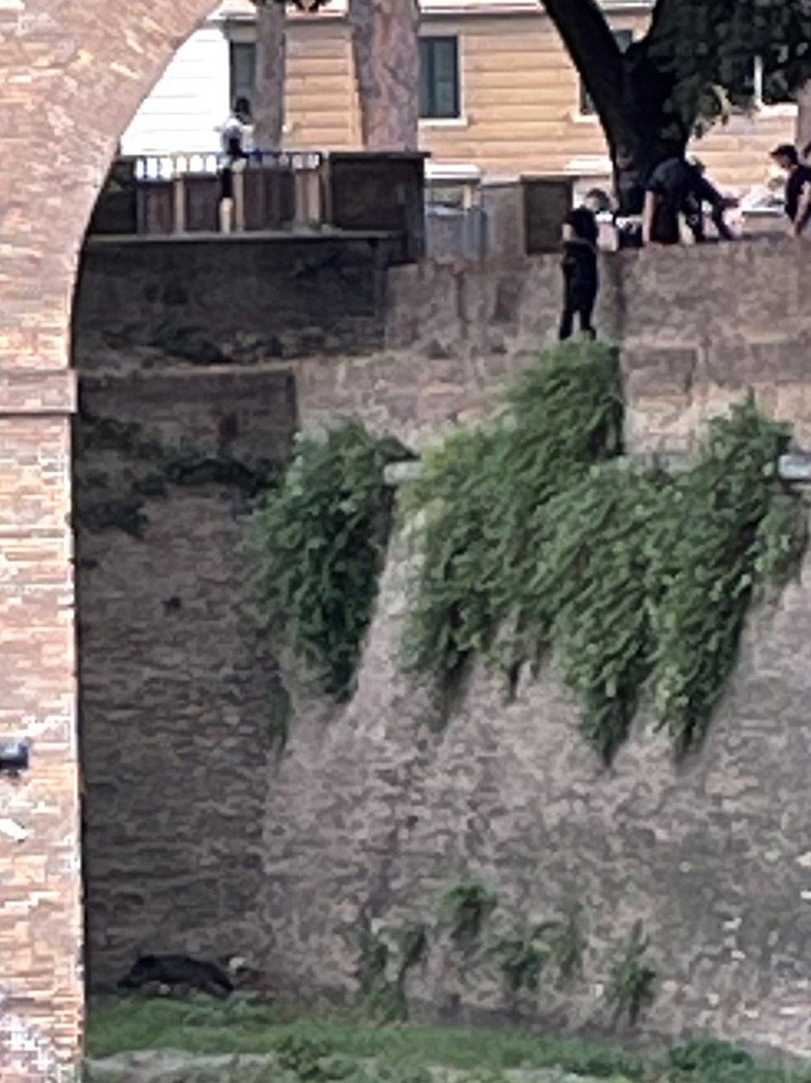 RomanoDeCore's tweet photo. Cosa ci fanno 10 vigili a #CastelSantAngelo? Accudiscono il cinghiale… #RomaBestiale #Sarsicce #DegradoCapitale @CarloCalenda @globefaro @romafaschifo @diarioromano @battaglia_persa @PoveraR https://t.co/f397jrs6k4