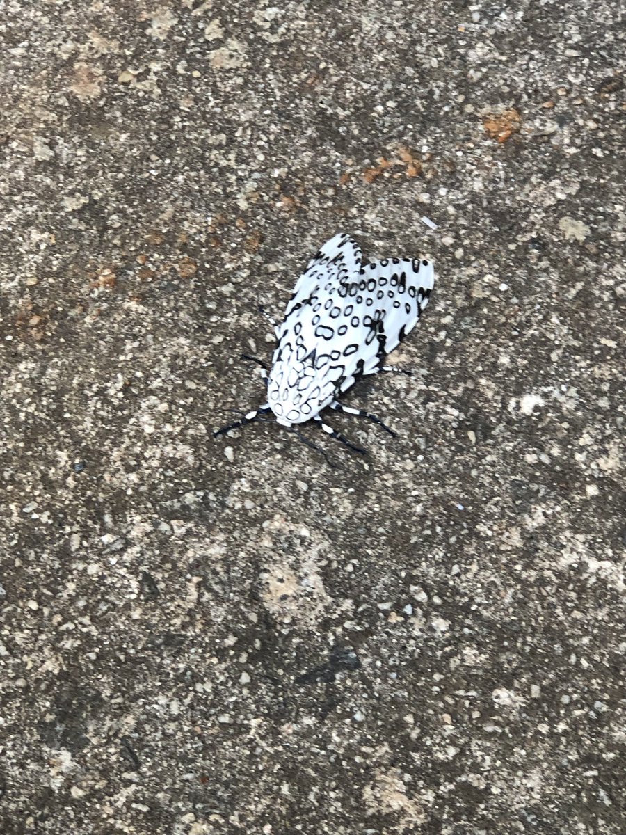 DCSDSTEM's tweet photo. The 👧🏽👧🏼 found a #leopardmoth spotted @FernbankScience @DeKalbSchools today. #girlswhogame https://t.co/ot2ubgUlTP
