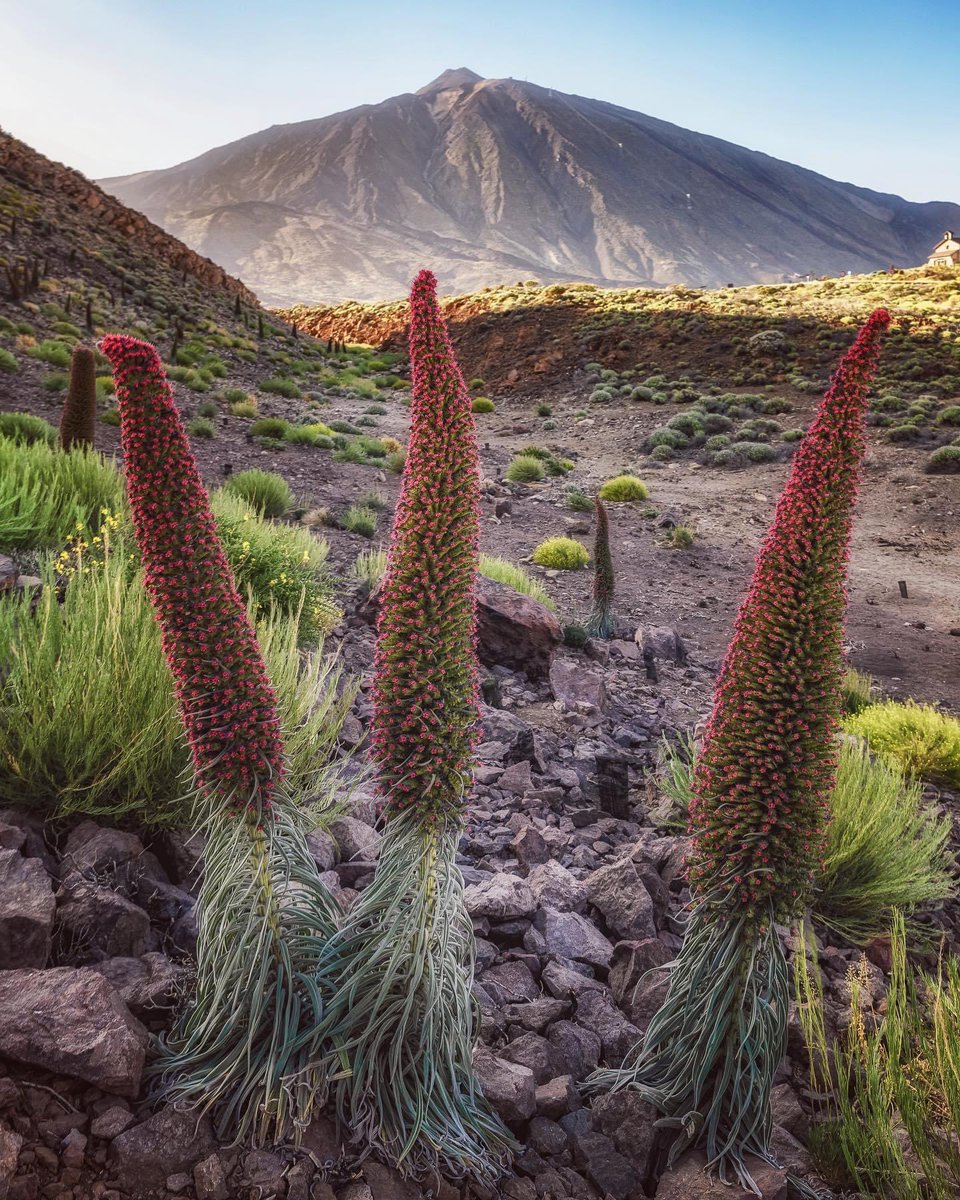 jppisaca's tweet photo. ♦️Tres Guardianes♦️@pnteide @canarias_es #latituddevida #Tenerife #Tajinastes #Canarias https://t.co/KKNMhpAbW7