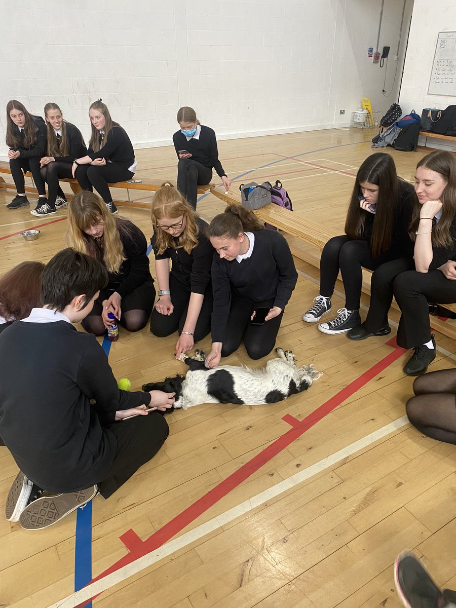 GHS_PEdept's tweet photo. We certainly enjoyed having @PEMissStewart’s dog in school today for our S4 - S6 Pet Therapy activity at lunch! 🐶☺️ #GHSWellbeingWeek @GHSfalkirk https://t.co/BwQfG0cXGl