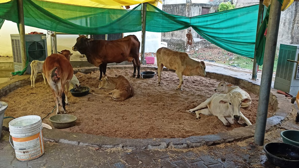 GausewaS's tweet photo. Can anyone suggest us design for animal hospital.

*Under spca hospital constructions*

@PeepalFarm @locaterobinplus @AnimalNortheast @rachitav22 @NupurSharmaBJP @MoveTheWorld @CollectorSGL @MoveTheWorld https://t.co/KZ0nGPTjRf