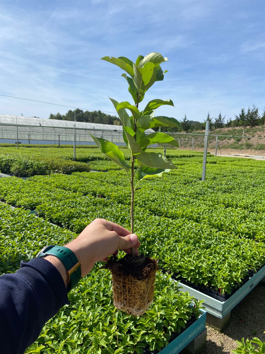 Agromillora_'s tweet photo. Conoce todos los detalles del #Geneva41🍎
🗣️Micropropagación y portainjertos de #Manzano: una nueva oportunidad
📝https://t.co/EwKrXDKehb
#AgriculturaEficiente
⚡#BlogOlint https://t.co/EuOvlPruf5