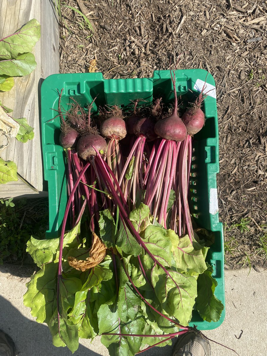 Hollin Meadows Garden tweet media