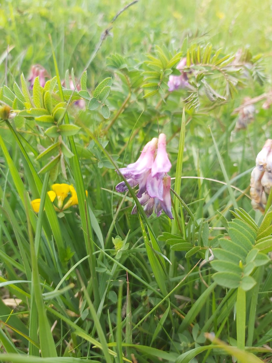 Fhon68's tweet photo. Great to see Wood Bitter-vetch in Galway today! @BECecology @EcoEire @JohnConaghan6 https://t.co/cPJln7bK4T
