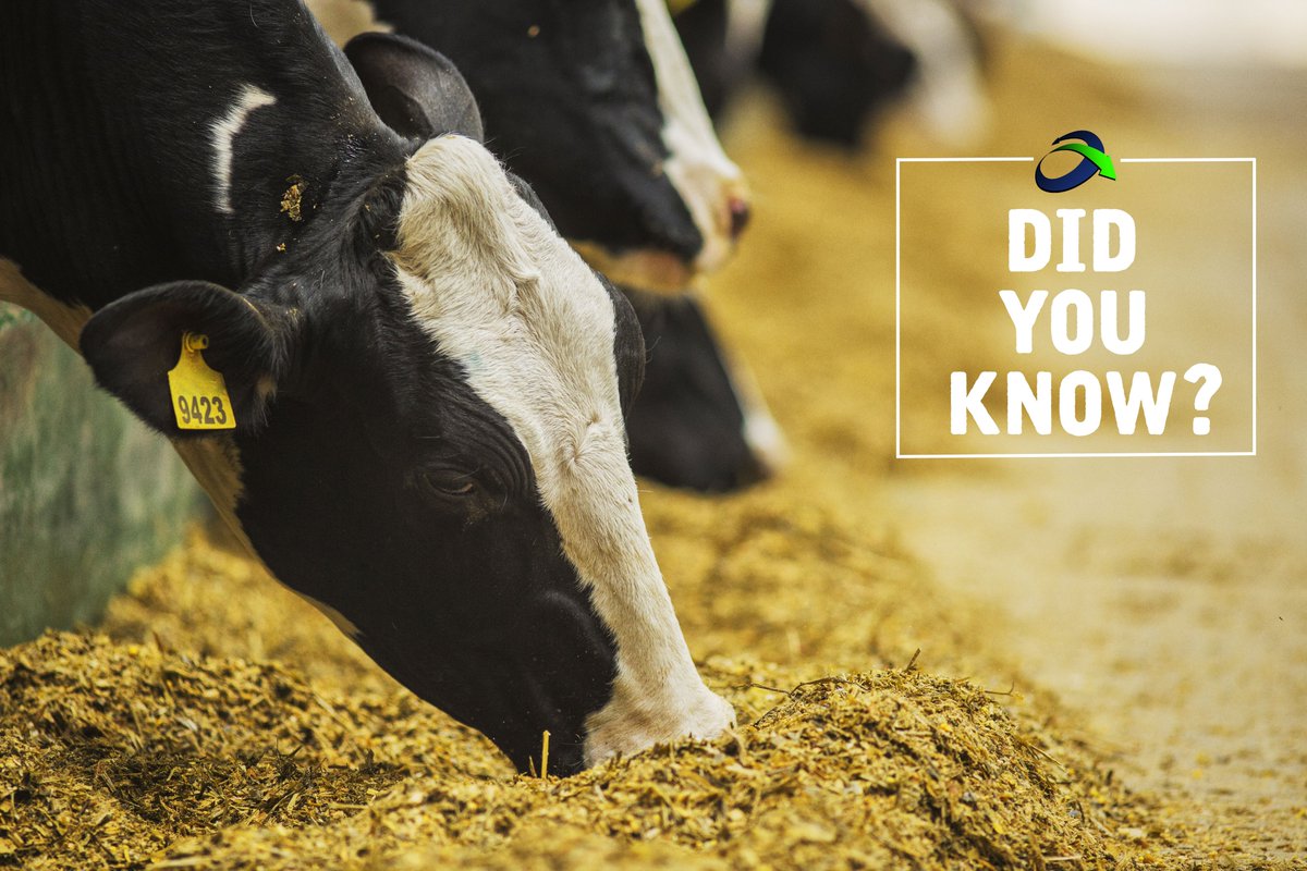 nutrientadvisor's tweet image. 💩Did You Know?💩

One dairy cow produces on average 35 gallons of manure per day!  That&apos;s a lot of liquid gold readily available to farmers and their thirsty soils! #ManureRocks #UndeniablyDairy  #DairyMonth
