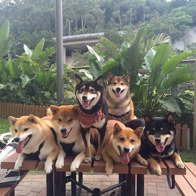 Dezaxe's tweet photo. #SHIBARMY I see a lot of positive tweets today, it makes me extremely proud to fight by your side guys 🥰

We badly need to spread love and positivity 💫💫💫

Shout out to all the #SHIB family out there ❤️❤️❤️ https://t.co/Sd7lf9gK08