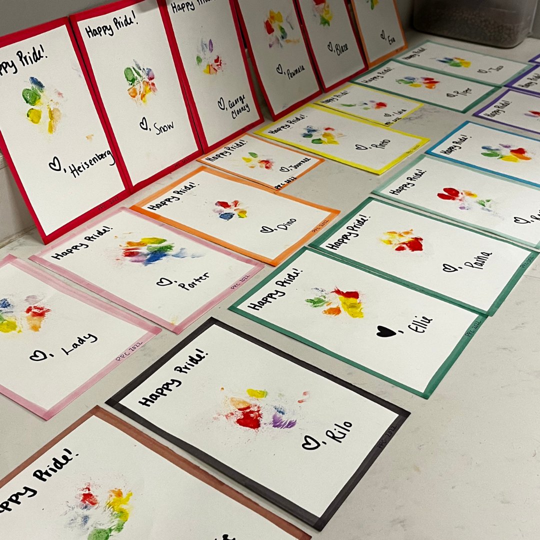 PatricksPetCare's tweet photo. Dogs are artists, too! We had so much fun creating Rainbow Paw Prints with our Montessori pups this past week during our Pride festivities 🎨 We hope our pup parents love them! 

#WeSayGay #GayOwned #LGBTQ https://t.co/3vKeCFa0Ay
