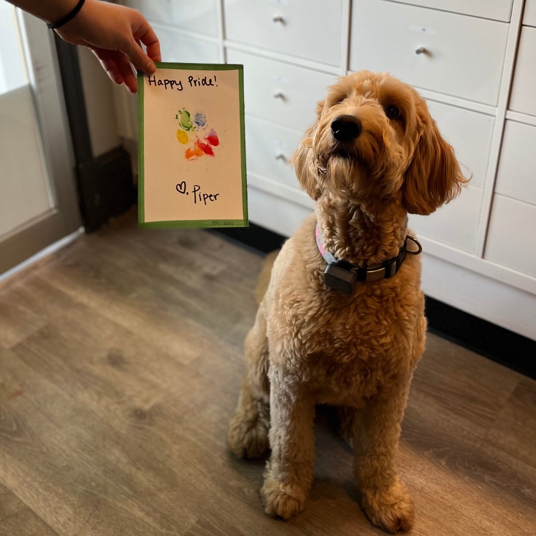 PatricksPetCare's tweet photo. Dogs are artists, too! We had so much fun creating Rainbow Paw Prints with our Montessori pups this past week during our Pride festivities 🎨 We hope our pup parents love them! 

#WeSayGay #GayOwned #LGBTQ https://t.co/3vKeCFa0Ay