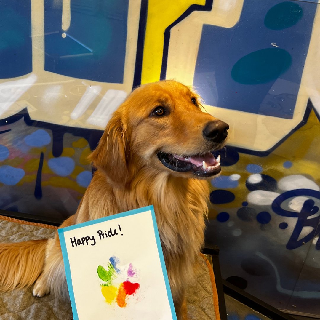 PatricksPetCare's tweet photo. Dogs are artists, too! We had so much fun creating Rainbow Paw Prints with our Montessori pups this past week during our Pride festivities 🎨 We hope our pup parents love them! 

#WeSayGay #GayOwned #LGBTQ https://t.co/3vKeCFa0Ay