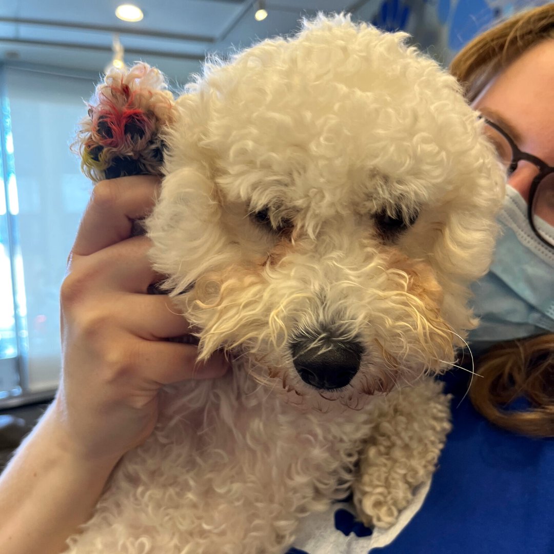 PatricksPetCare's tweet photo. Dogs are artists, too! We had so much fun creating Rainbow Paw Prints with our Montessori pups this past week during our Pride festivities 🎨 We hope our pup parents love them! 

#WeSayGay #GayOwned #LGBTQ https://t.co/3vKeCFa0Ay