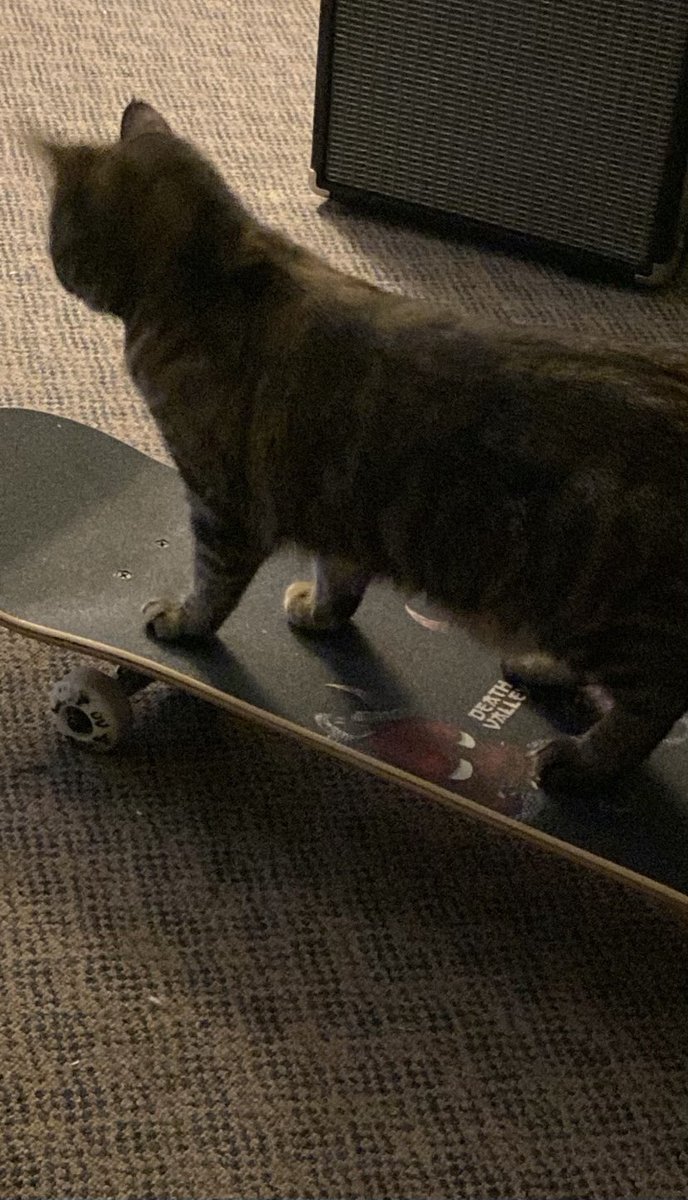 willowthecat_'s tweet photo. Sk8r cat part 2: I think my form is improving 😸 #CatsOfTwitter https://t.co/tkPEi9SnIg