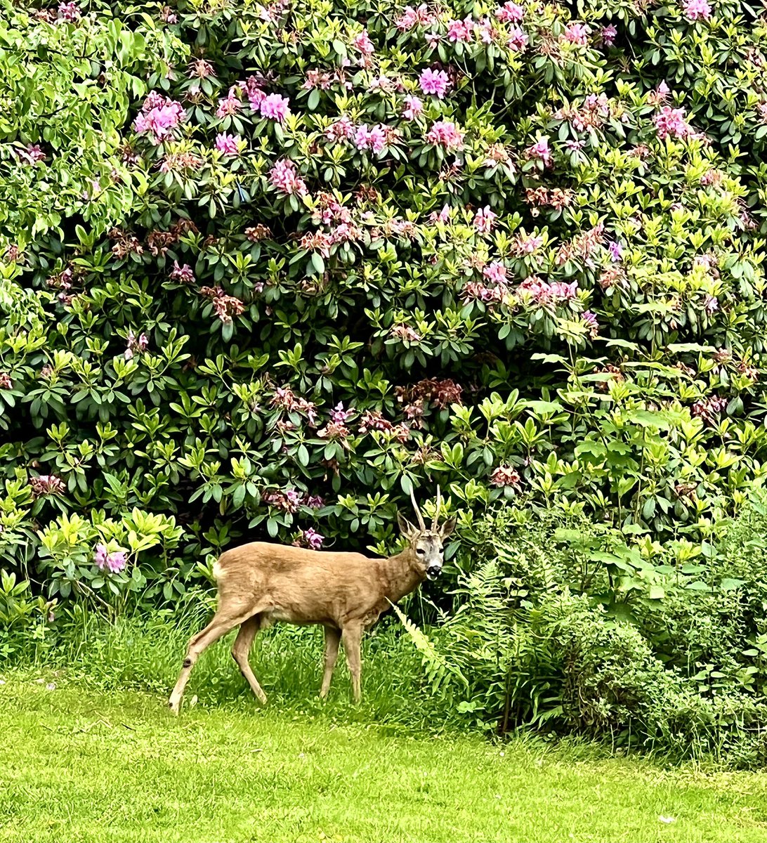 Adarsh0_9's tweet photo. A beautiful sight of deer in #slottskogen today. 
@goteborgcom @visitsweden https://t.co/p7NKI5uQY4