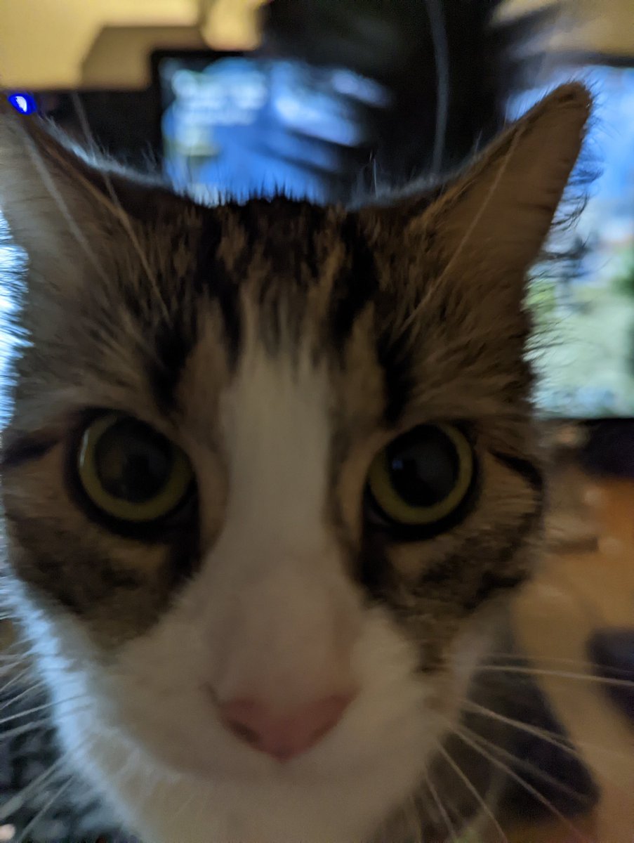 charlithecat_'s tweet photo. #fisheye https://t.co/4OS25rhYGg
