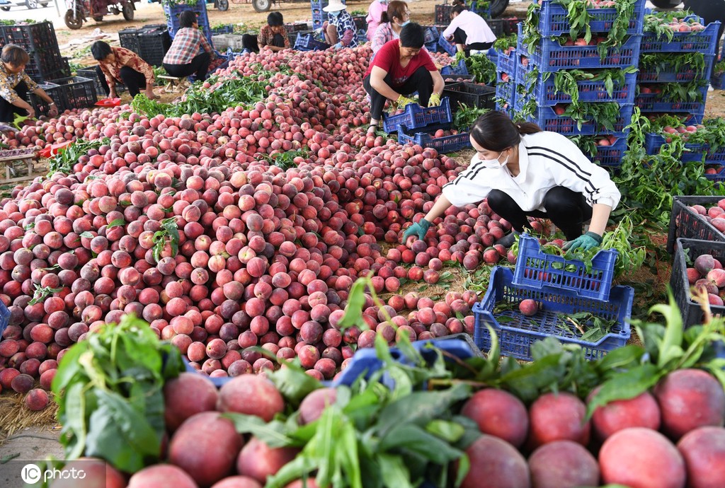China Daily on Twitter "Everyone loves a juicy peach! Peach season has
