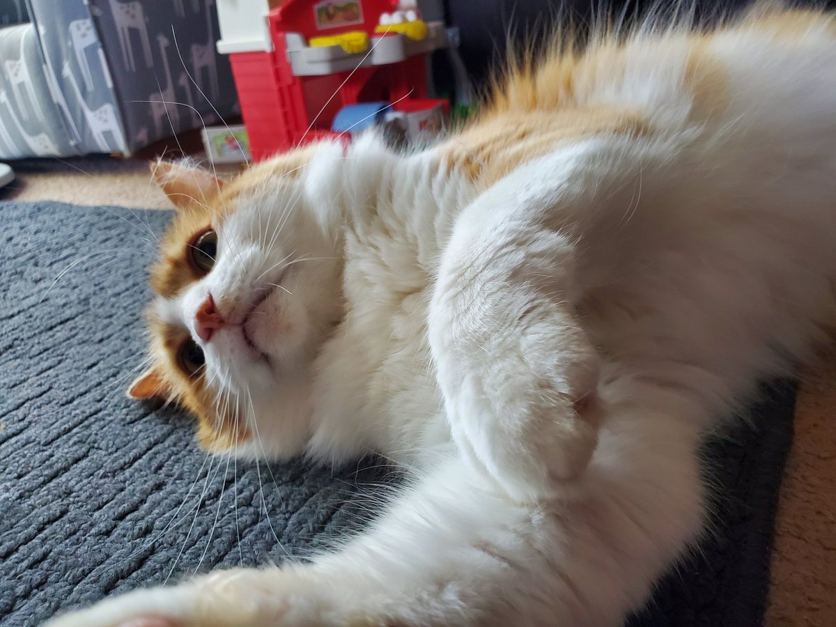 iamtuckercat's tweet photo. It's way too hot for all my fluff today  #cat #ねこ https://t.co/fgMuk5OLvZ