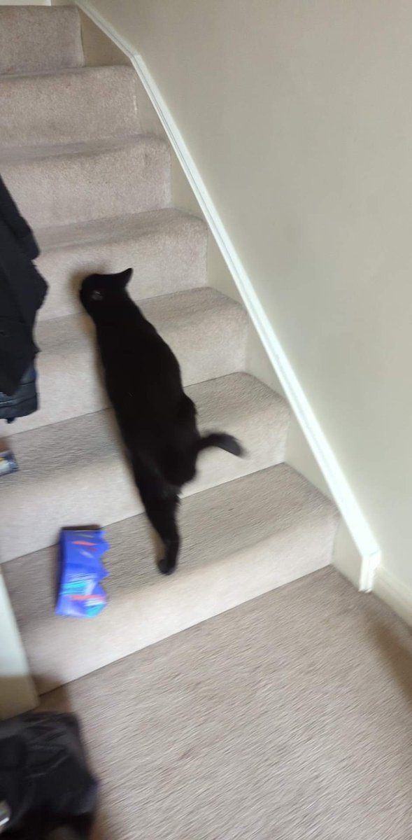 paige8660's tweet photo. Left the front door to my house open whilst I put Liam in his dad's car and when I came back in - https://t.co/bnVdAuSa6o