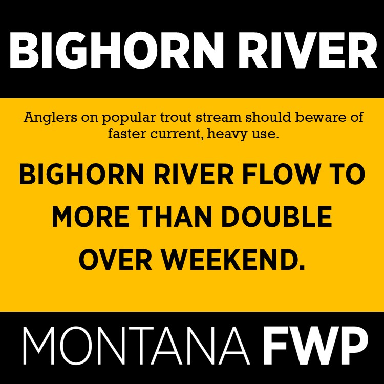 Bighorn River flow to more than double over weekend– more than 4 times what it was Anglers on the tailwater trout stream can expect that river currents will increase &amp; flows will change as water fills side channels rushes past boat ramps. Continue reading buff.ly/3NPoadj