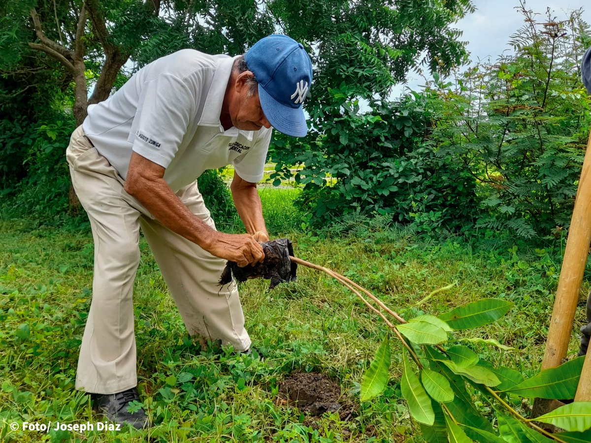 En la comunidad Las Mercedes del municipio de #CÁRDENAS, el Gobierno Local, Movimiento Ambientalista Guardabarranco y Bomberos unidos, realizaron una jornada de reforestación en la que plantaron Caoba, Achiote, Marañón y Mandagual

#AmorANuestraMadreTierra
#4319FuerzasDeVictorias