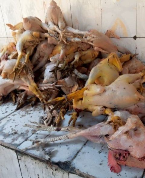 MagazineJimbere's tweet photo. 📈 Montée des prix de poulets ces derniers jours en @MairieBuja: 1/4 est passé de 9.000 Fbu à 12.000 Fbu depuis l'apparition de la fièvre de la Vallée du Rift

🎙️ Des bouchers: "Les marchés de bétail ont été fermés et les poules deviennent rares" https://t.co/W6S7ItRBqs

#Burundi https://t.co/nijPbGLH0n