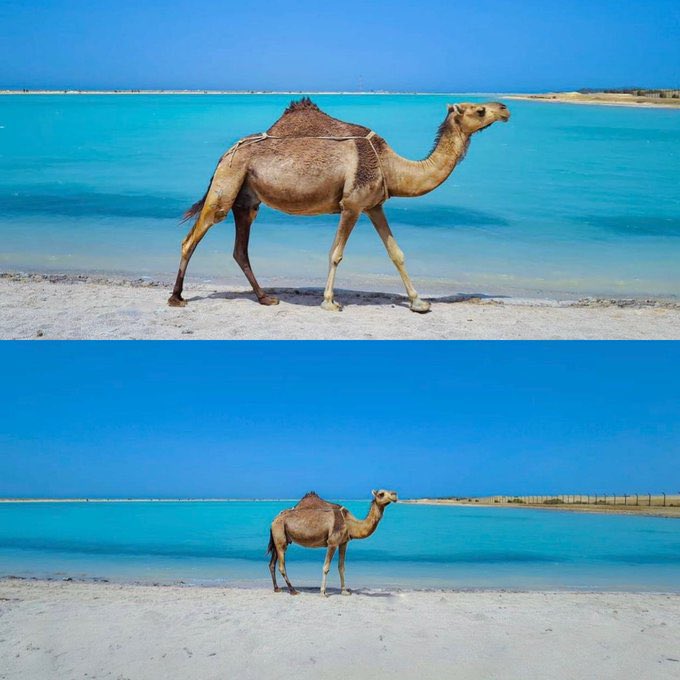 الإبل السعودية على الشواطئ السعودية 🇸🇦.