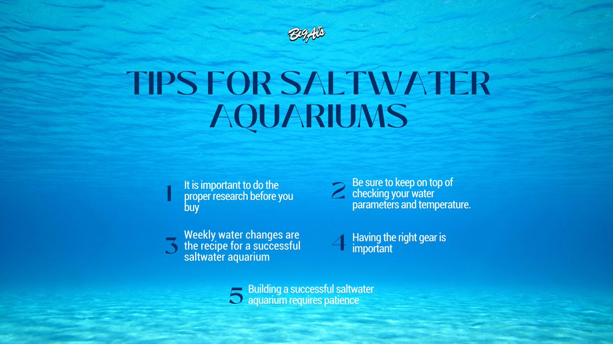 Big Al's Pets tweet media