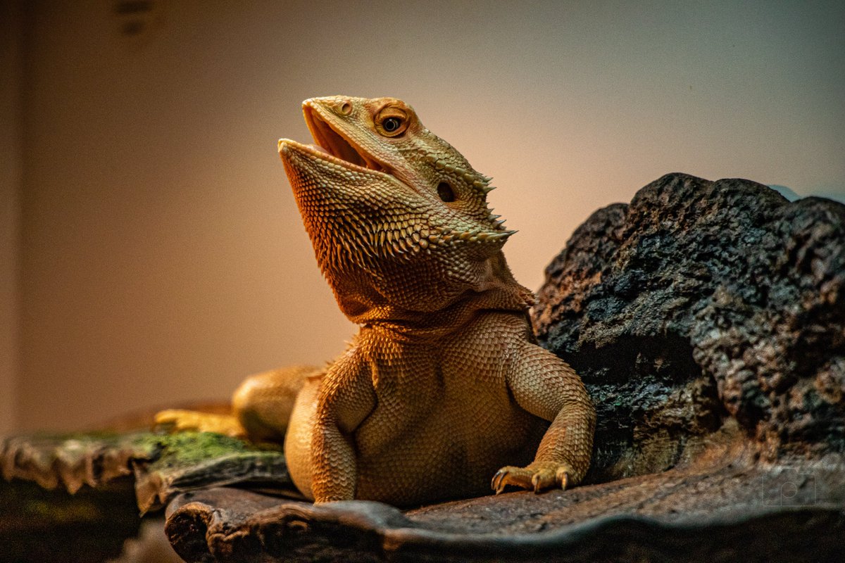 GritPhotographs's tweet photo. This is my #beardeddragon peaches https://t.co/zQmsDaY39w