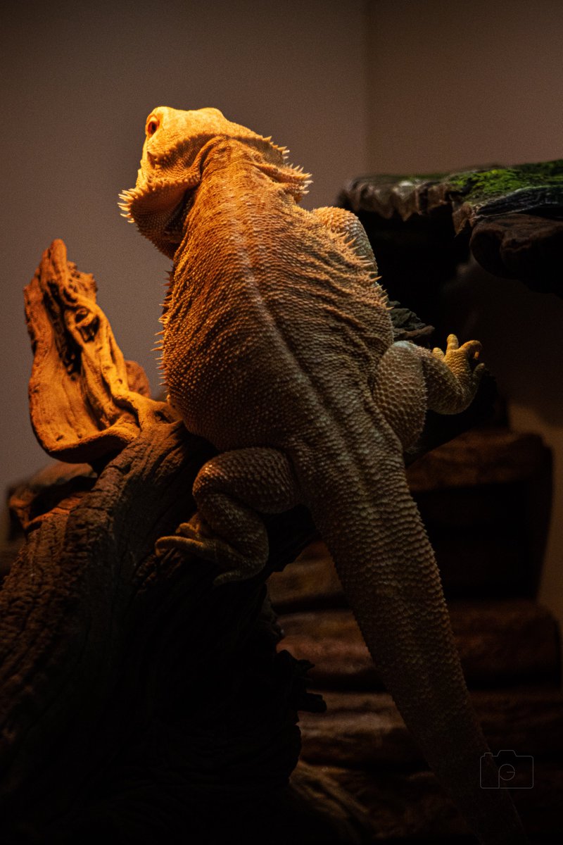 GritPhotographs's tweet photo. This is my #beardeddragon peaches https://t.co/zQmsDaY39w
