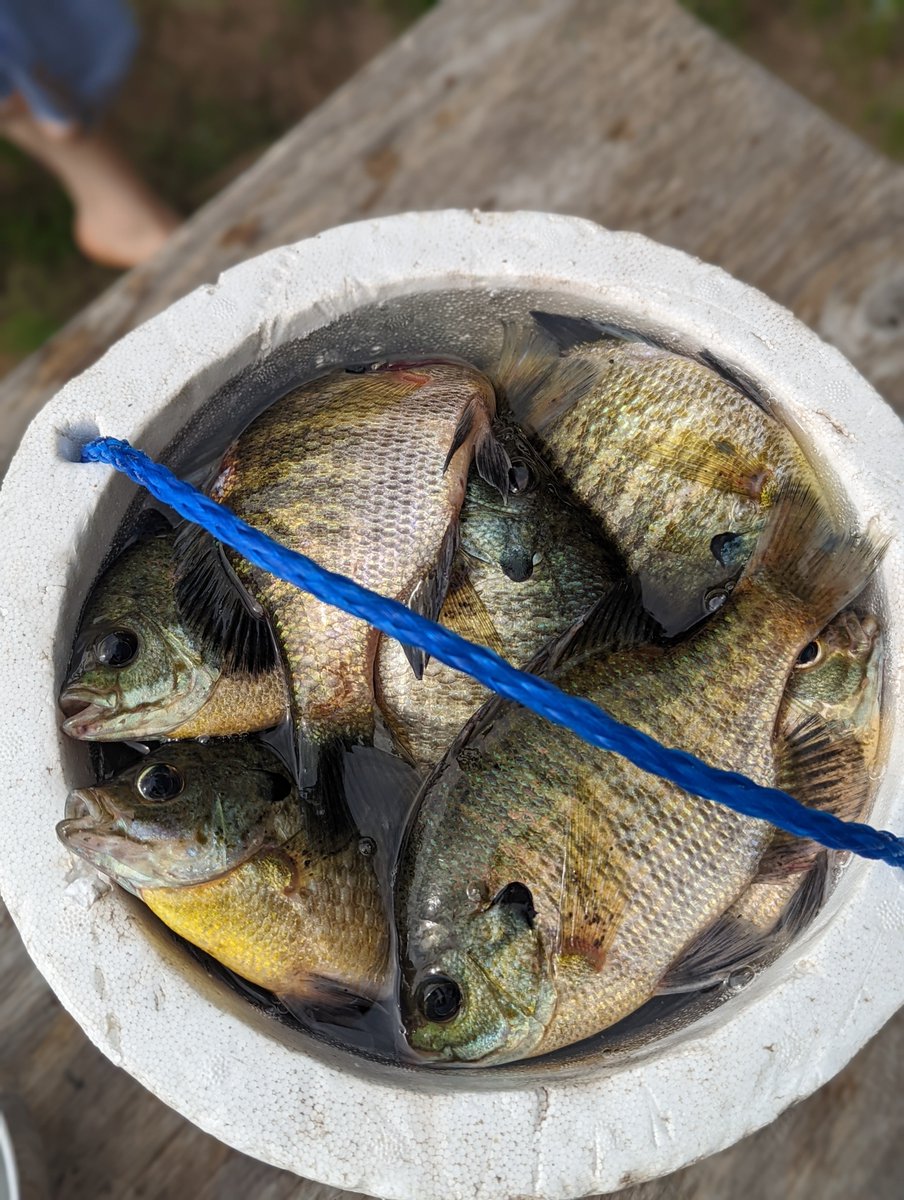 gretchen_H20's tweet photo. I'm hiring a #postdoc to work on #climate impacts and #adaptation. Opportunities to work on a range of topics including fish growth and production and lake temperature. Looking for someone with #data and quantitative skilz. Apply through the UofM:
https://t.co/SuWsgVUepC 347482 https://t.co/k2e3BVmsFO