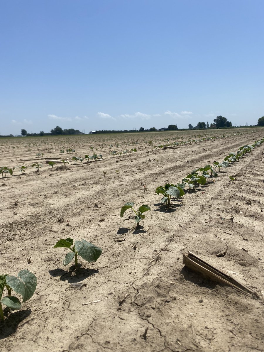 jordan_apers's tweet photo. Harvest is just around the corner, cucumbers are 3-4 weeks out. @StrubsPickles better get the jars ready! #ontag https://t.co/D7JmybEzSy