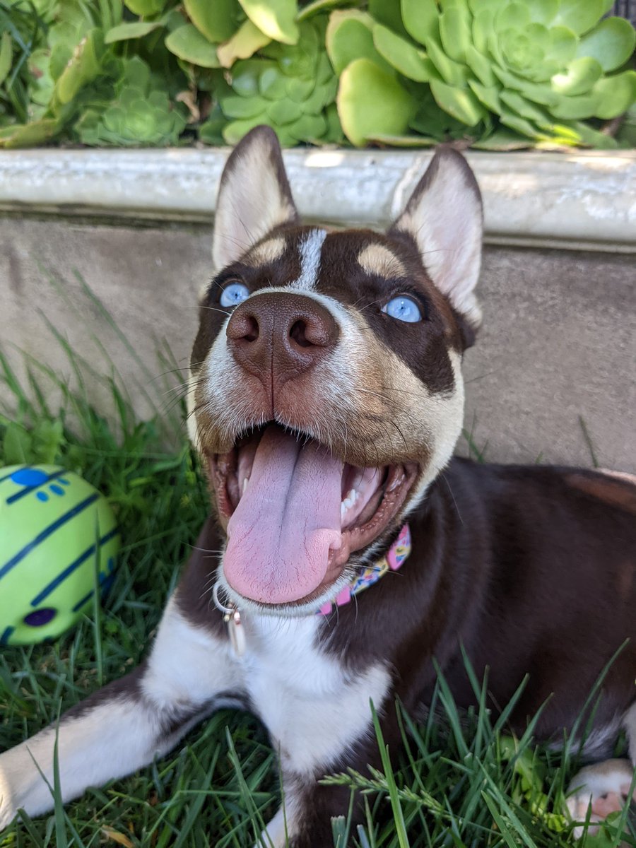 Beautifulpup1's tweet photo. I'm just a happy dog #happydog #dogsoftwitter https://t.co/N8VdIA9xpo