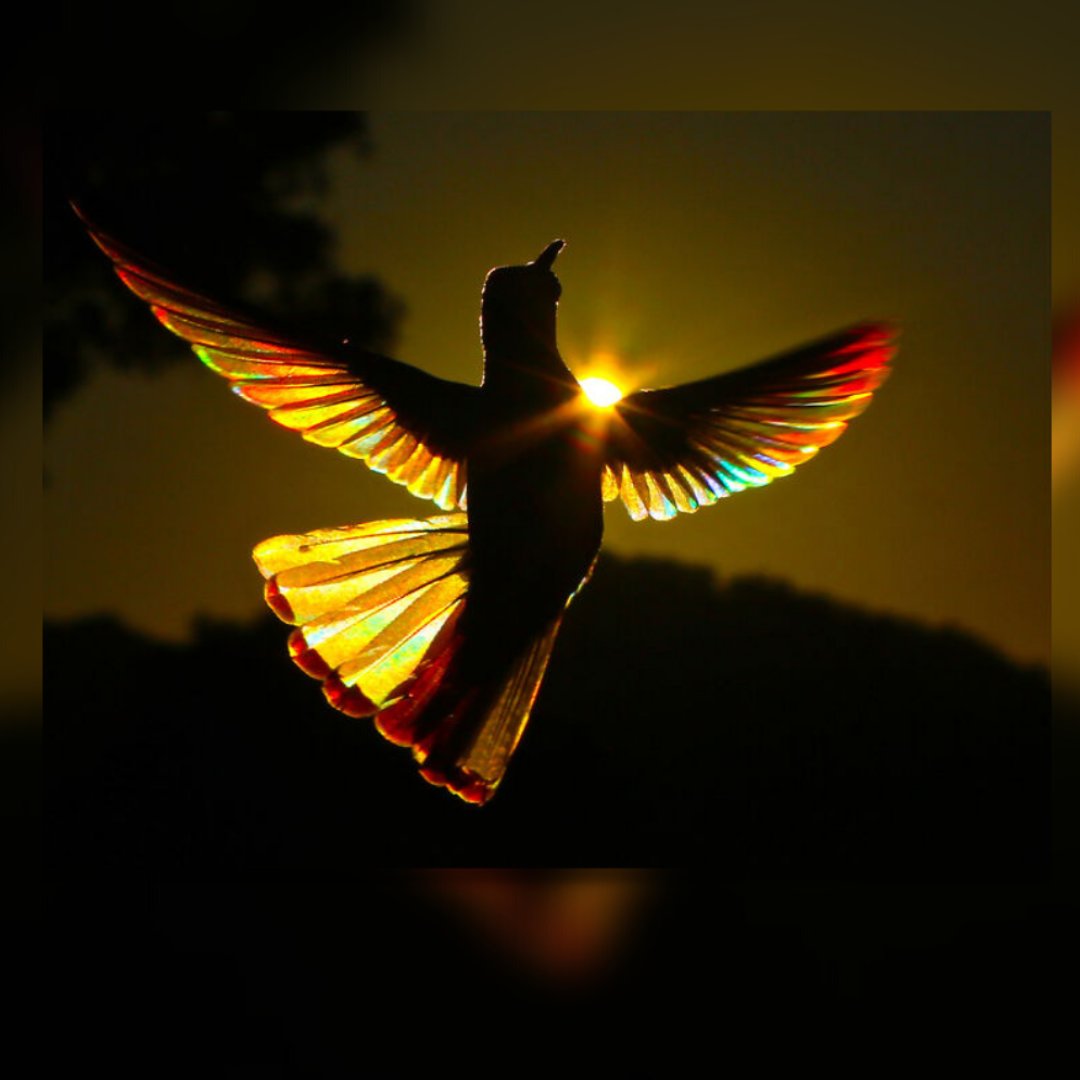 One of the Award Winning Nature Photograph - 2021
"Sundance" By Christian Spencer!

Happy Nature Photography Day 2022
#NaturePhotographyDay #nature #awardwinning #bird #sundance #photographer #kitply