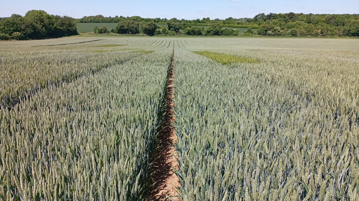David_Agronomy's tweet photo. Blown away by the wheat variety blend demo yesterday @niabgroup at how effectively the Yellow Rust has been slowed down in susceptible varieties like Zyatt. 
Watch this space in Kenya for Stem Rust. https://t.co/bEUksCDOeC