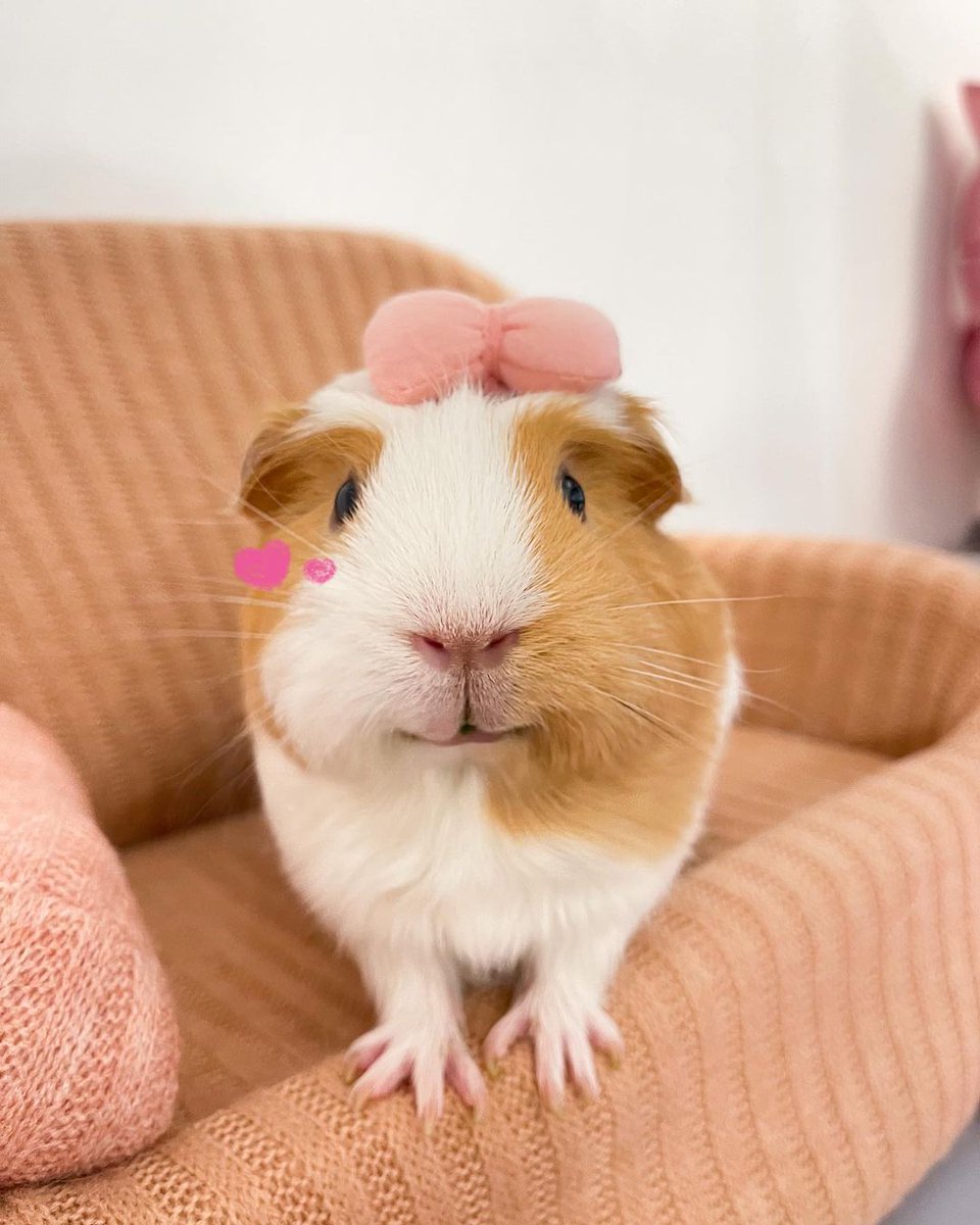 Guinea Pig Fan Club (@ClubGuinea) / Posts / X, image size:960x1200